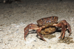 Longpotamon teritisum