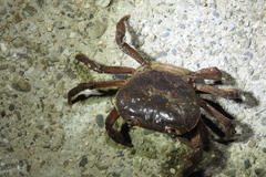 Longpotamon teritisum