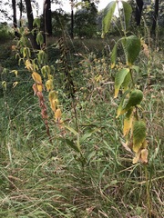 Epipactis helleborine helleborine
