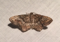 Hypagyrtis piniata