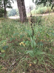 Epipactis helleborine helleborine