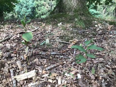 Epipactis helleborine helleborine