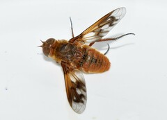 Ligyra ferrea