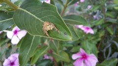 Paraphidippus fartilis