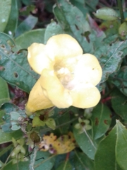 Aureolaria grandiflora