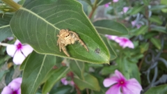 Paraphidippus fartilis