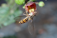 Episyrphus balteatus