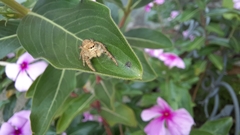 Paraphidippus fartilis