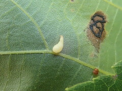 Caryomyia inclinata