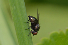 Diptera