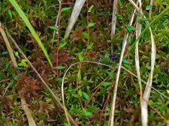 Vaccinium microcarpum