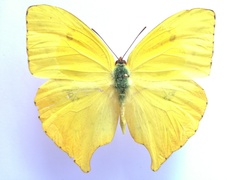 Phoebis neocypris virgo