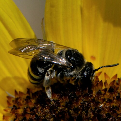Nomia foxii
