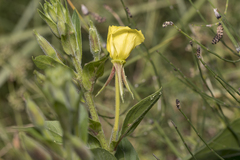 Oenothera × fallax