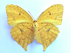 Phoebis neocypris virgo