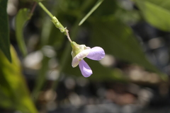 Phaseolus acutifolius acutifolius