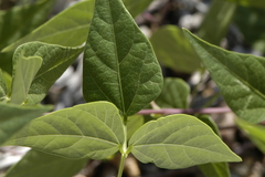 Phaseolus acutifolius acutifolius