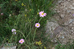 Tanacetum coccineum