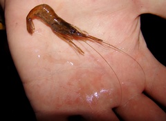 Macrobrachium borellii