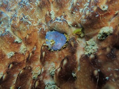 Eudistoma
