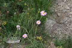 Tanacetum coccineum