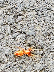 Castianeira trilineata