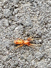 Castianeira trilineata