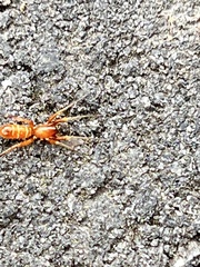 Castianeira trilineata