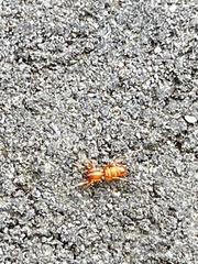 Castianeira trilineata