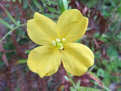 Ludwigia maritima