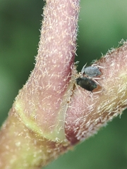 Aphis hederae