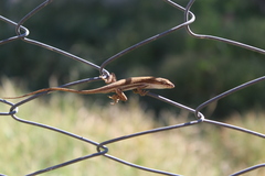 Anolis quercorum