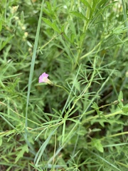 Ipomoea costellata
