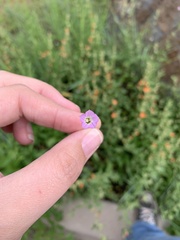 Ipomoea costellata