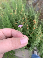 Ipomoea costellata