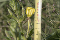 Oenothera × fallax