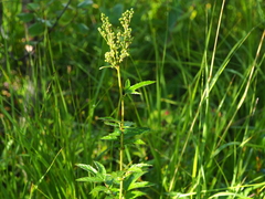 Filipendula ulmaria