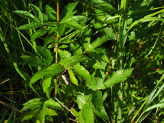 Filipendula ulmaria
