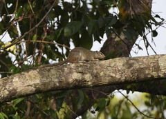 Heliosciurus gambianus