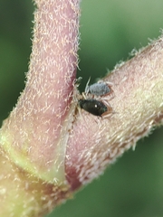 Aphis hederae