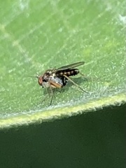 Achradocera barbata