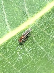 Achradocera barbata