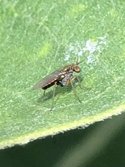 Achradocera barbata