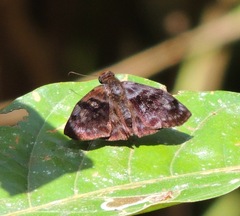 Pellicia arina