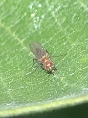 Achradocera barbata