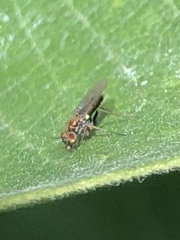 Achradocera barbata