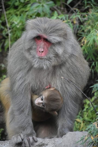 Rhesus Macaque, photo 8 of 9
