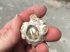 Chelonibia testudinaria