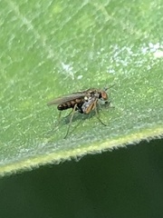 Achradocera barbata