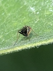 Achradocera barbata